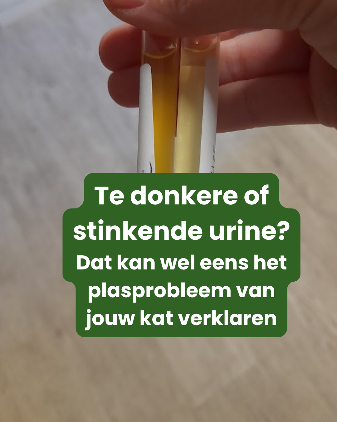 Te donkere of stinkende urine? Dat kan wel eens het plasprobleem van jouw kat verklaren