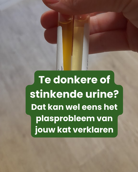 Te donkere of stinkende urine? Dat kan wel eens het plasprobleem van jouw kat verklaren