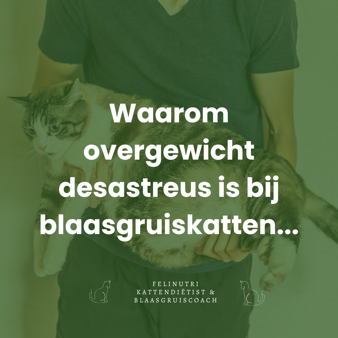 Waarom overgewicht desastreus is voor katten met blaasproblemen zoals blaasgruis of blaasontstekingen
