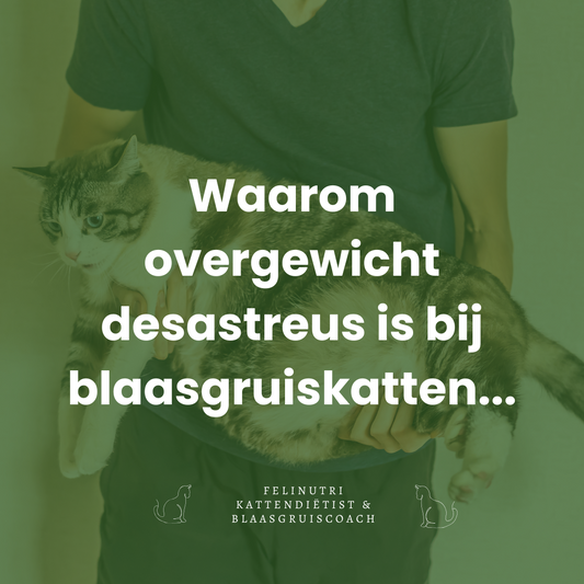 Waarom overgewicht desastreus is voor katten met blaasproblemen zoals blaasgruis of blaasontstekingen