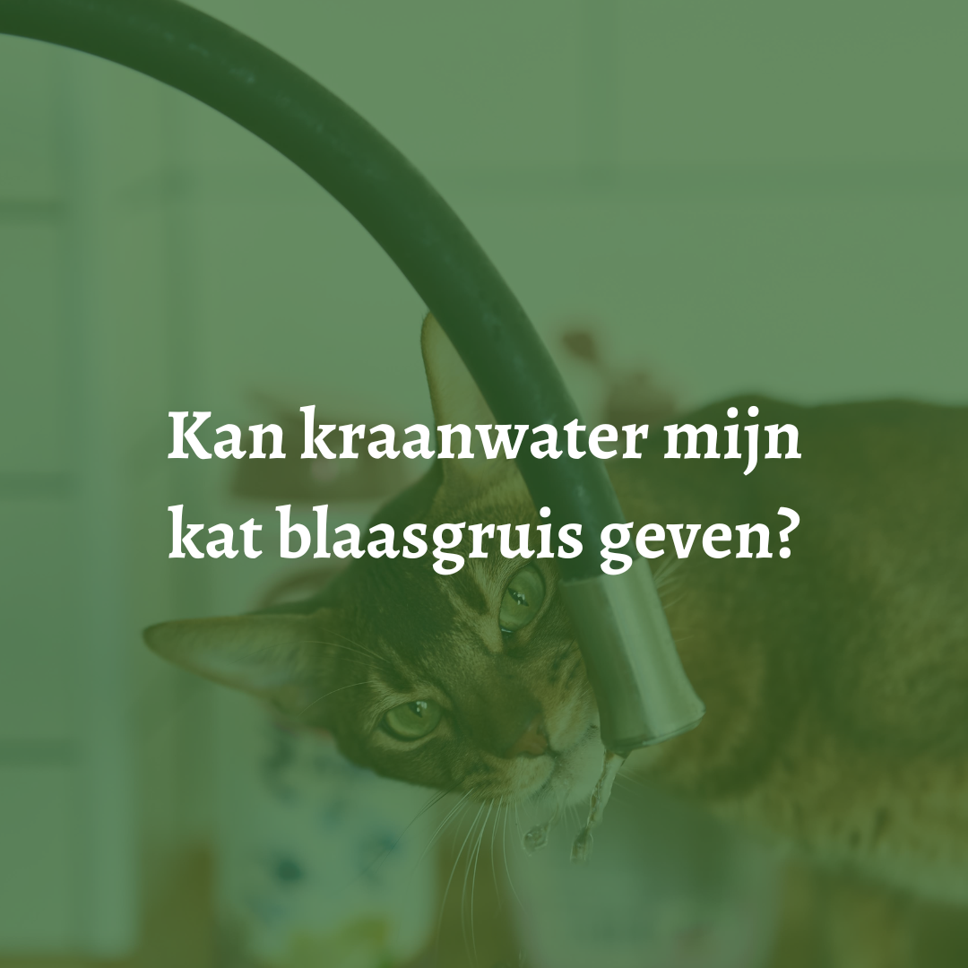 Kan kraanwater mijn kat blaasgruis geven?