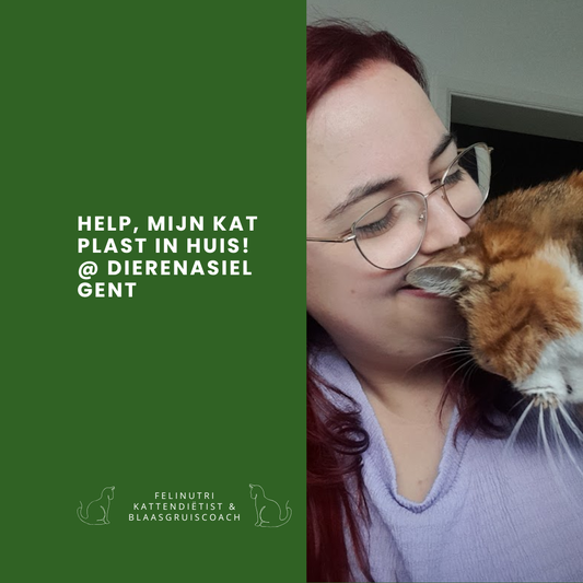 Help, mijn kat plast in huis!